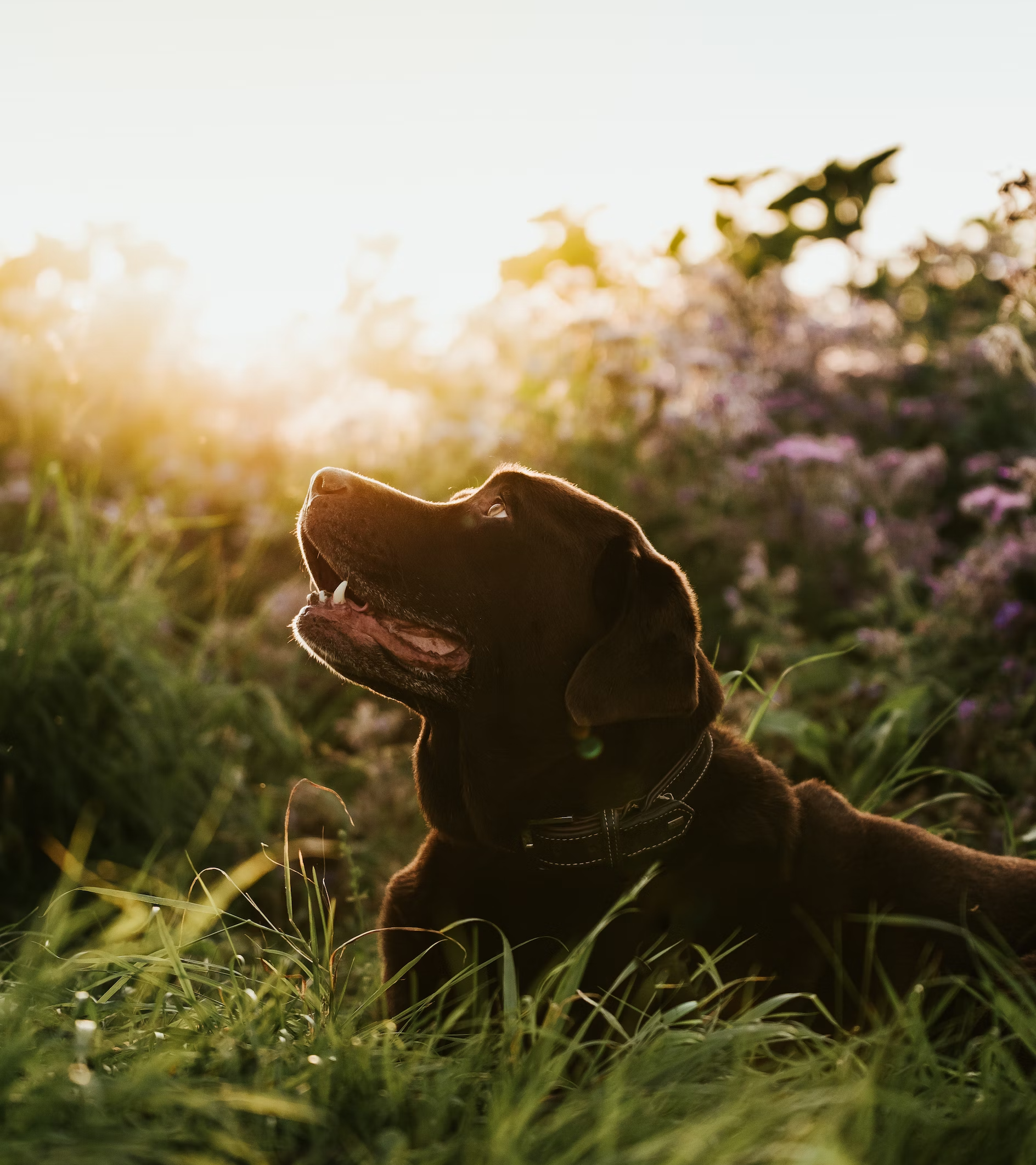 Loved by Aussie Pet Parents.
