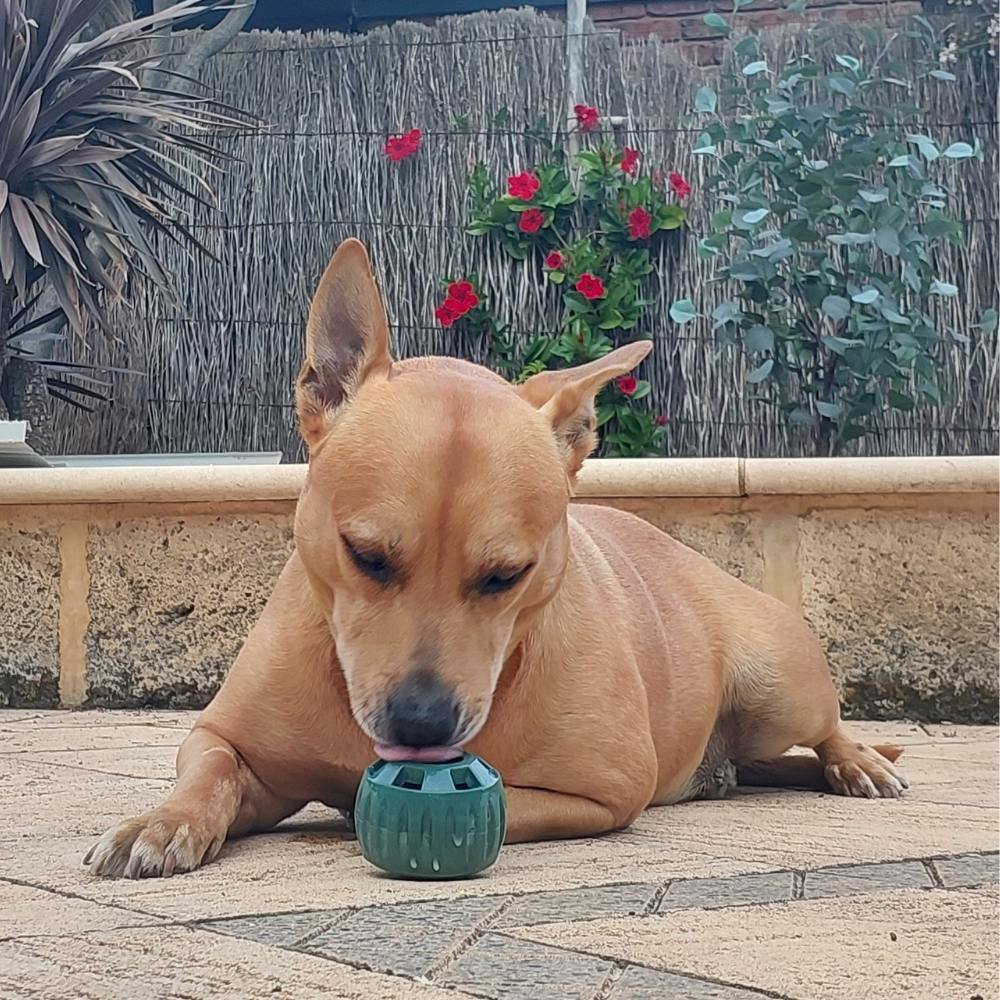 🐾 The Aussie PUPSICLE — Australia’s #1 Dog Enrichment Solution!