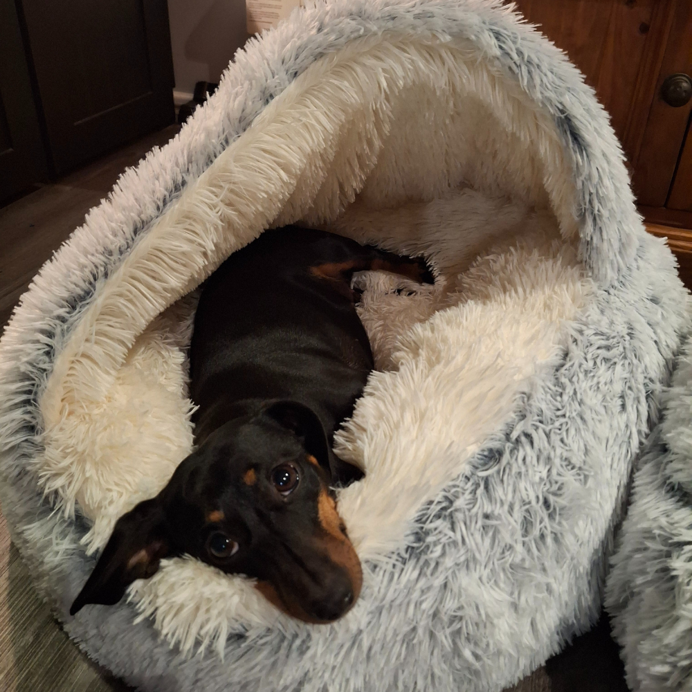 🐾 The SNUGGLES Cove - The Ultimate 2-in-1 Pet Bed!