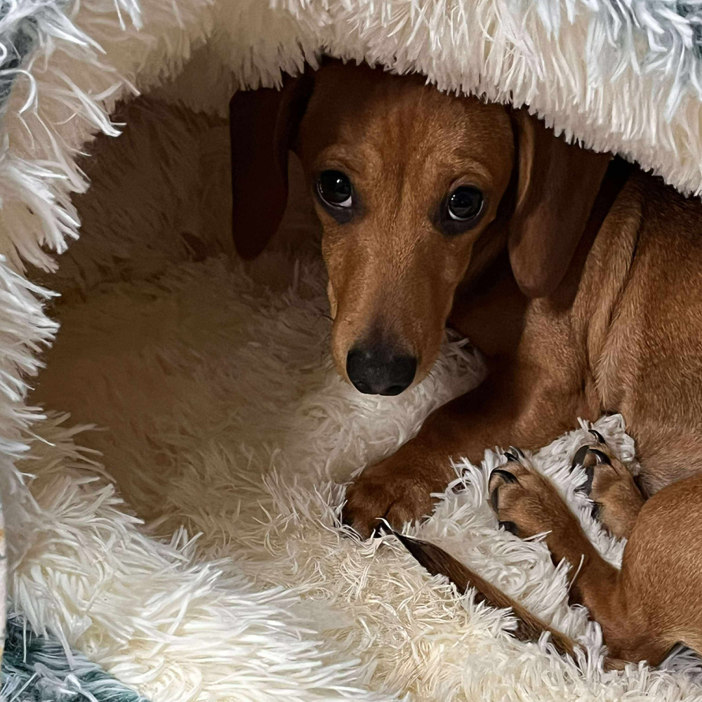 🐾 The SNUGGLES Cove - The Ultimate 2-in-1 Pet Bed!