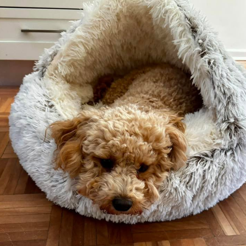 🐾 The SNUGGLES Cove - The Ultimate 2-in-1 Pet Bed!