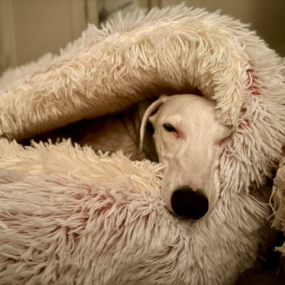 🐾 The SNUGGLES Cove - The Ultimate 2-in-1 Pet Bed!