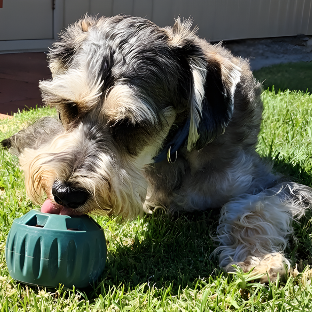 🐾 The Aussie PUPSICLE — Australia’s #1 Dog Enrichment Solution!